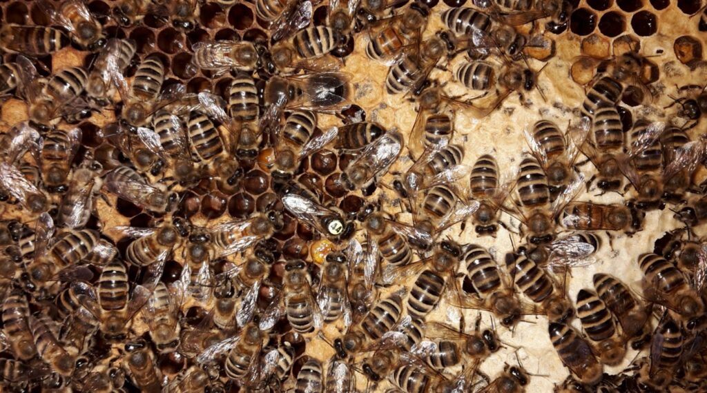 Das Bienenvolk als Nahaufnahme
