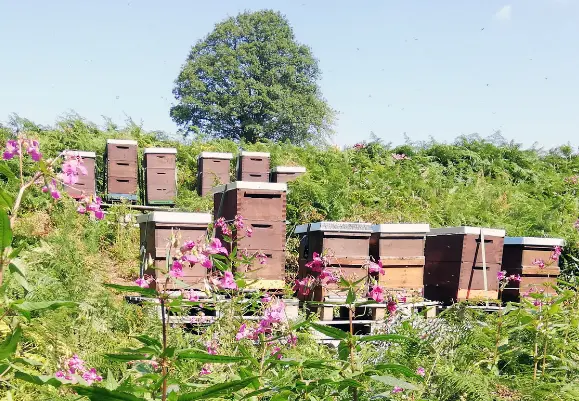 bienen-kraichgau bienen-kraichgau
