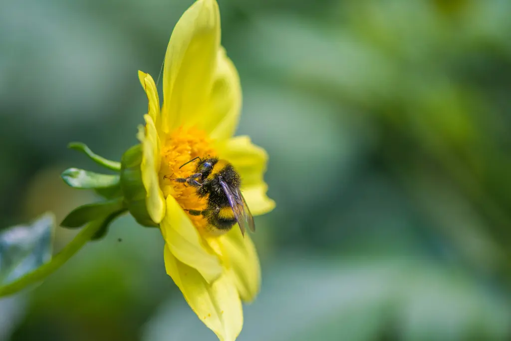 Hummel in einer Blüte