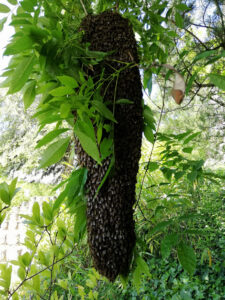 image (11)